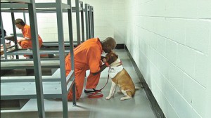 Dogs in Prison pic