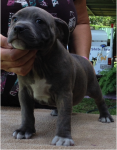 6 week old Boston