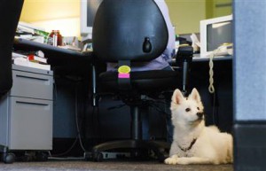 Dog in office