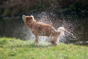 Dog after bathing