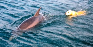 dog-dolphin-tory-island-donegal