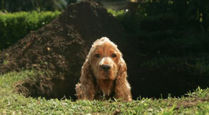 why dogs are digging