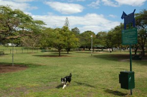 Powerhouse-Off-leash-Dog-Park-New-Farm-Brisbane-Queensland-(2)