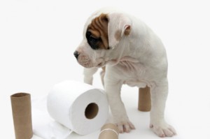 dog-potty-training-tips