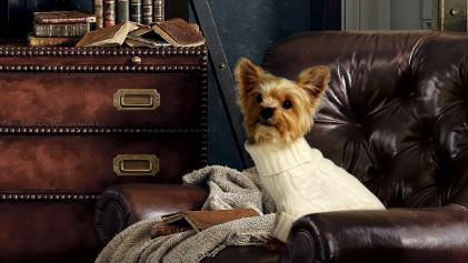 Cute Dog In Polo Ralph Lauren_Pet_MB