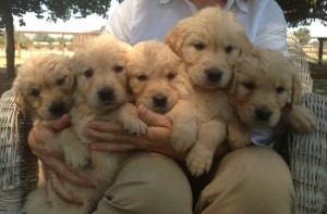 Cute Golden Puppies