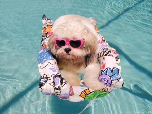 dog-in-pooldone