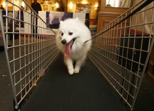 Dog Running on the Treadmill 