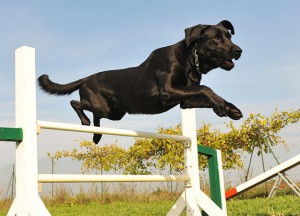 Black Labrador Jumping over Hurdle