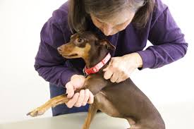 Dog chiropractic therapy
