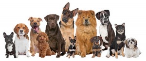 Dog Breeds