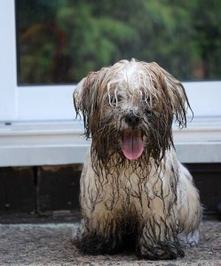 dog in mud