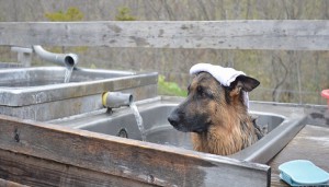 Onsen dog