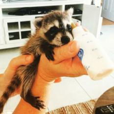 Pumpkin the raccoon