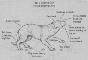 Dog fear