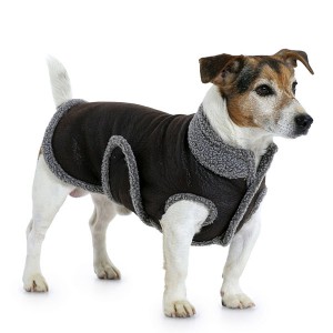 dog with coat