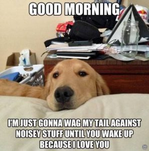 Dog waking up owner
