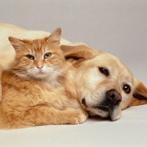 dog and cat