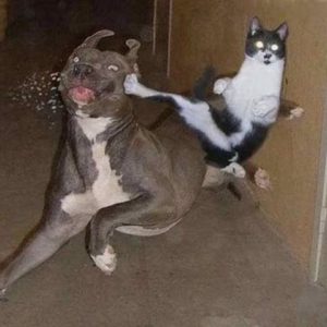 dog and cat fail
