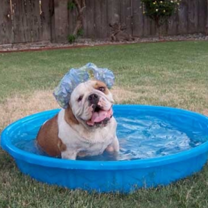 dog pool fail