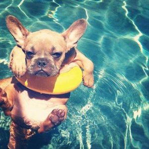 dog pool instagram
