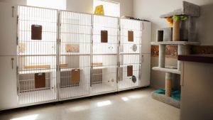 boarding kennels for dogs