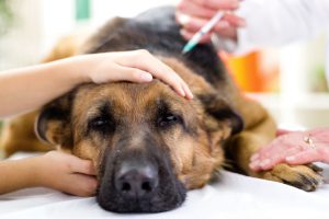 test for sick dogs
