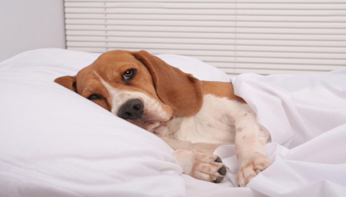 7 Most Common Dog Illnesses