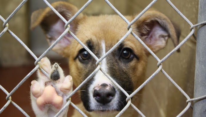 Heartwarming Initiative: Children Read to Shelter Dogs