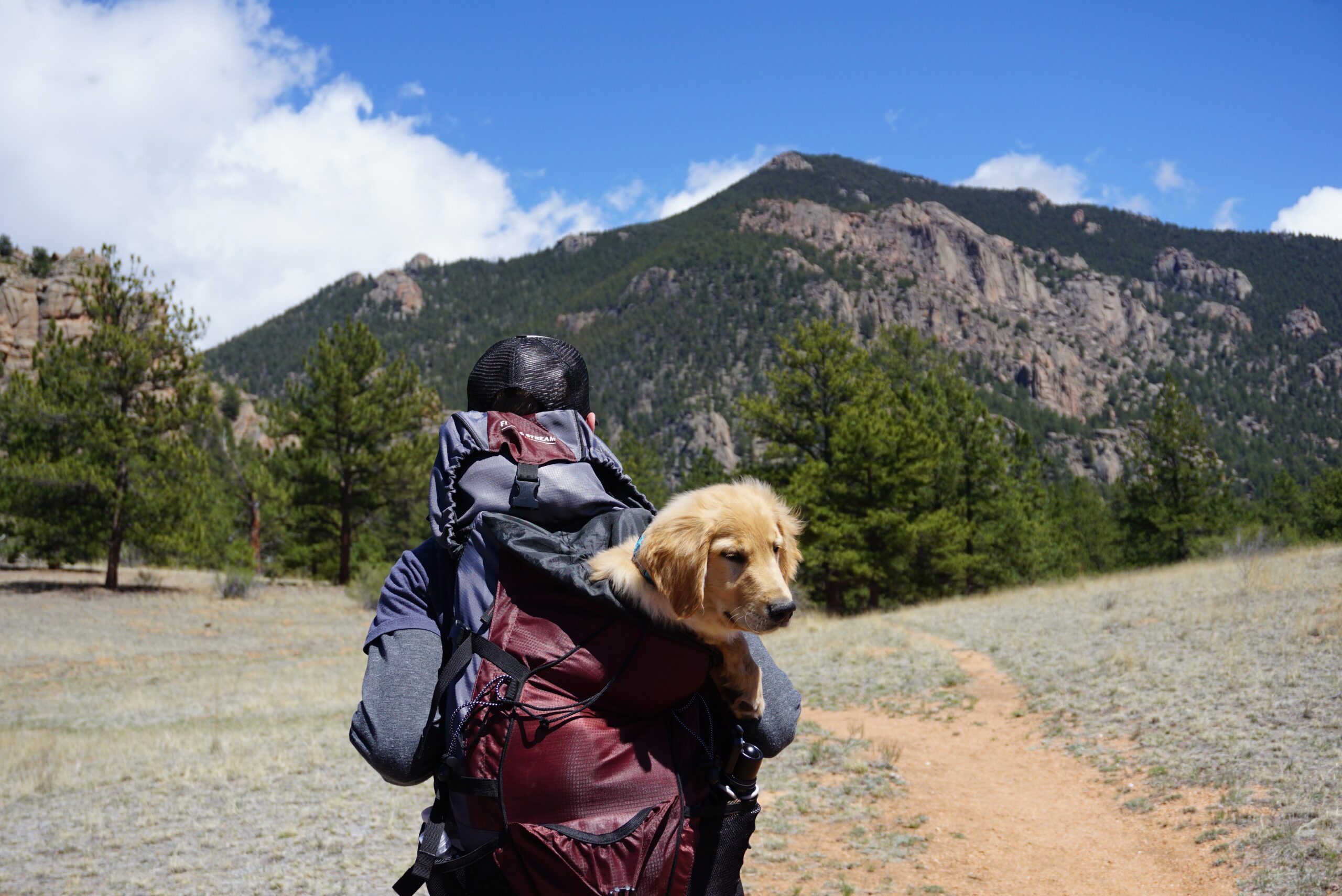 travelling dog