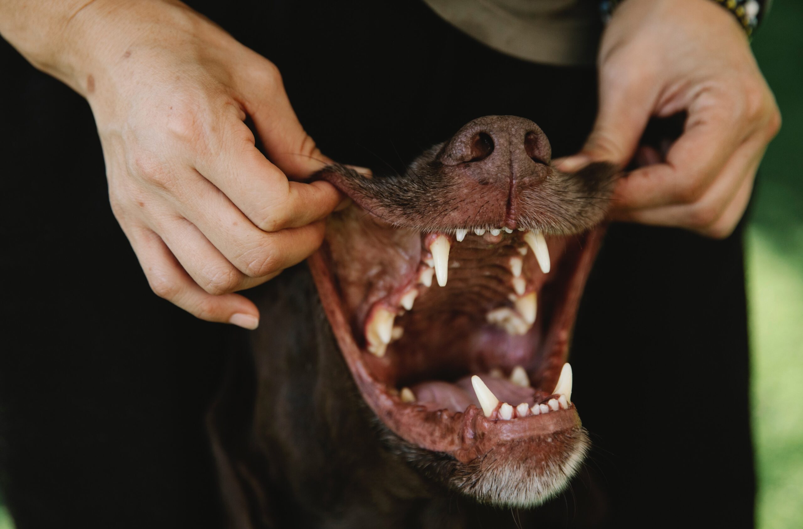 dog-dentist-460x240