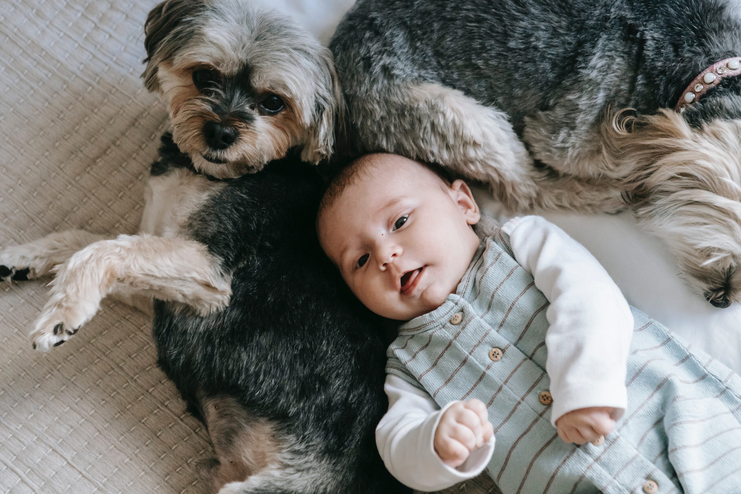 Effect of dog to baby's immune system