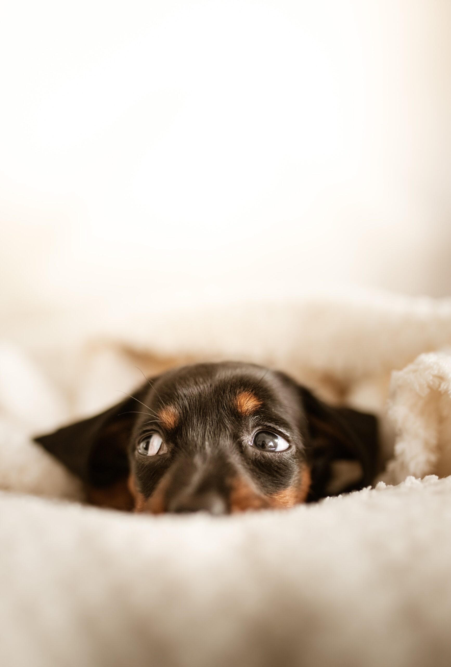 Dog hiding under bed