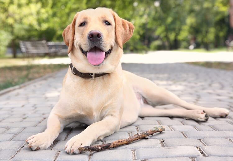 Labrador Dog