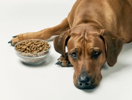 Why your dog is not eating