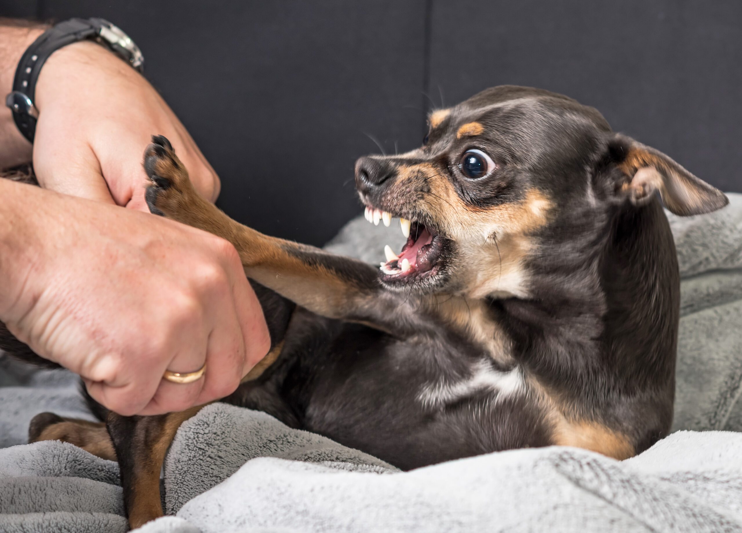 Dog digging