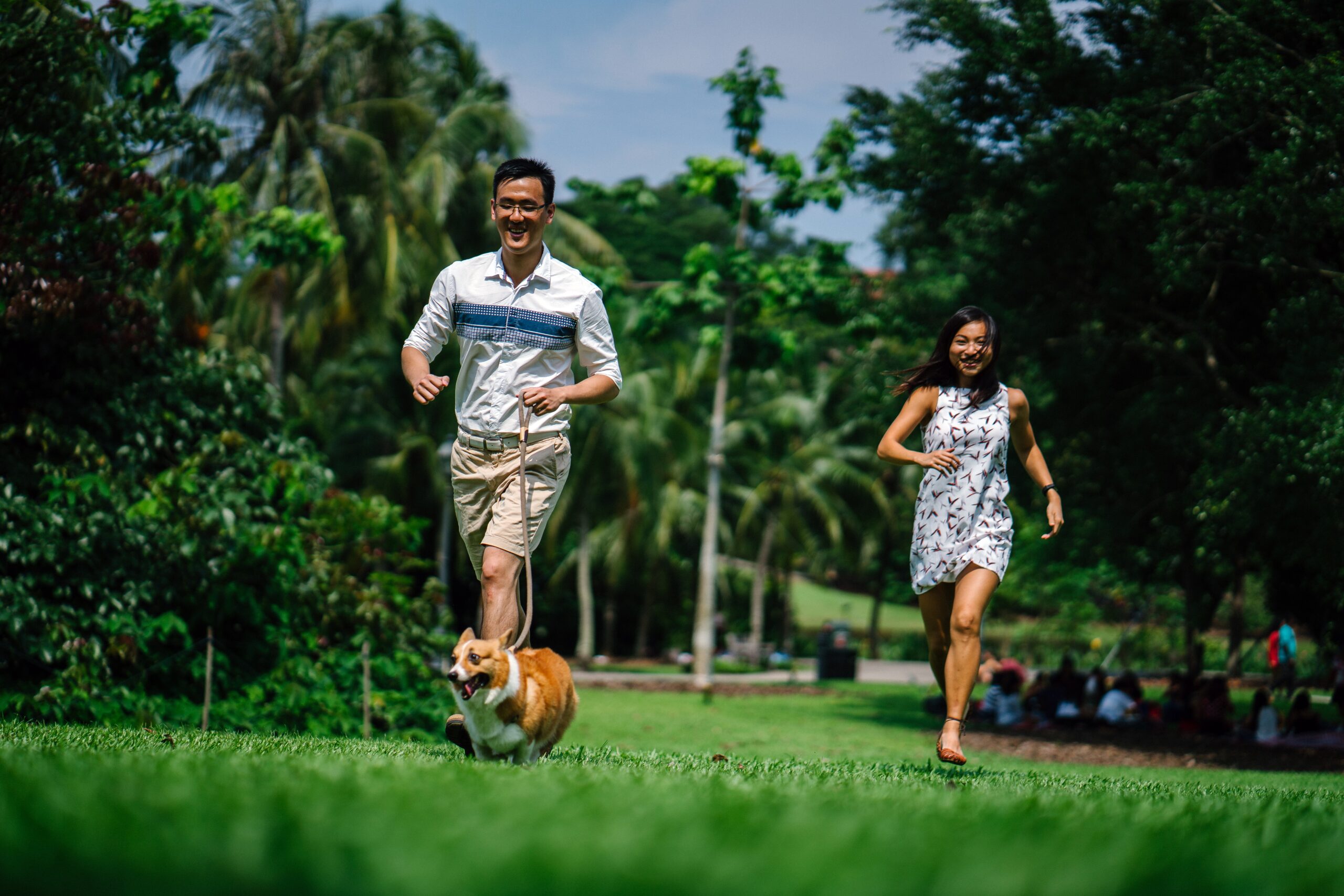 Dogs playing at the park