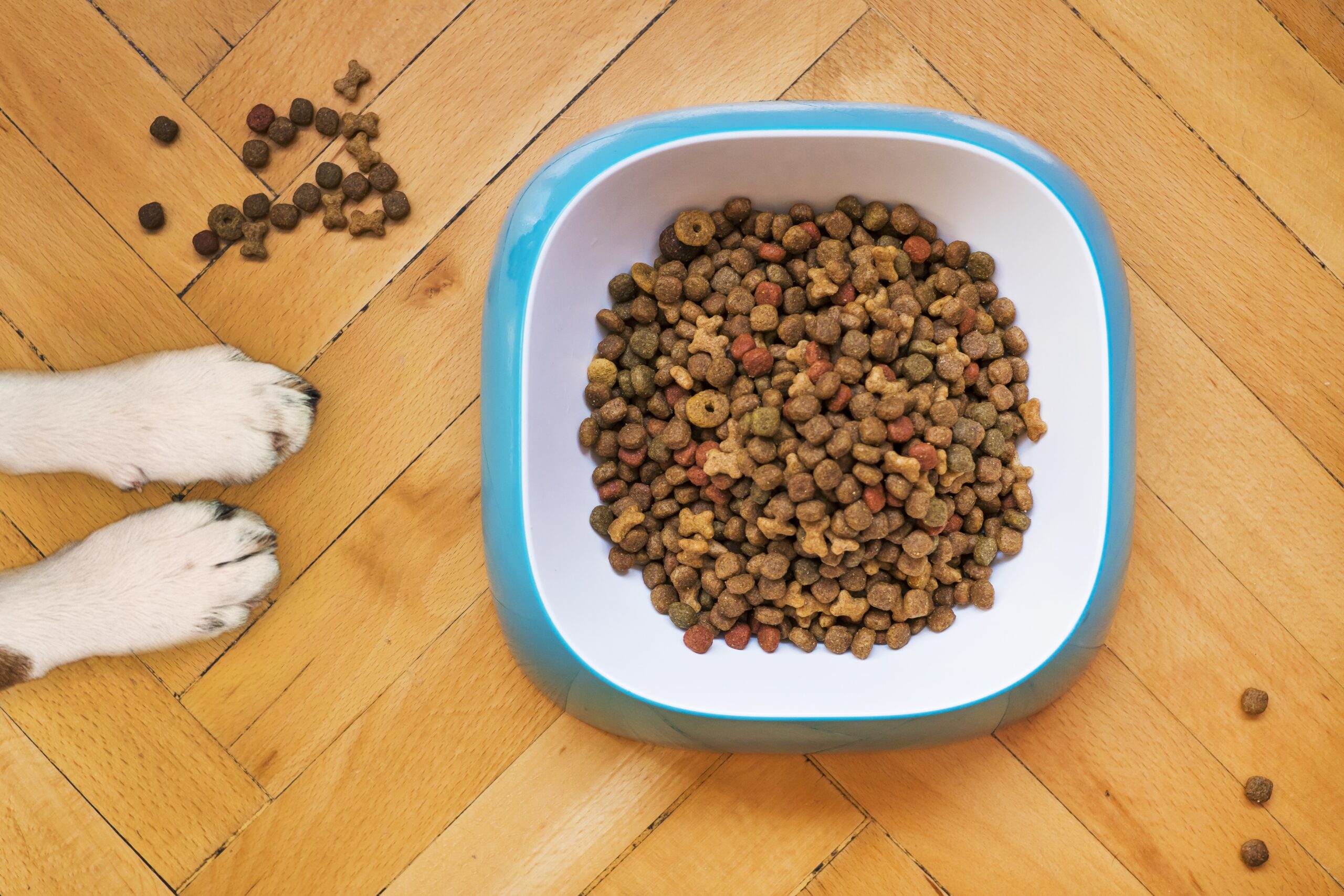 Which is safer, wet or dry dog food?