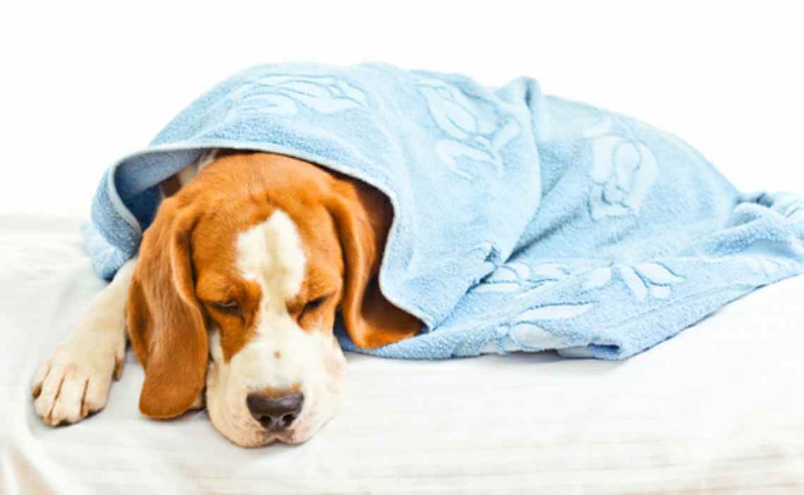 dog stomach pain