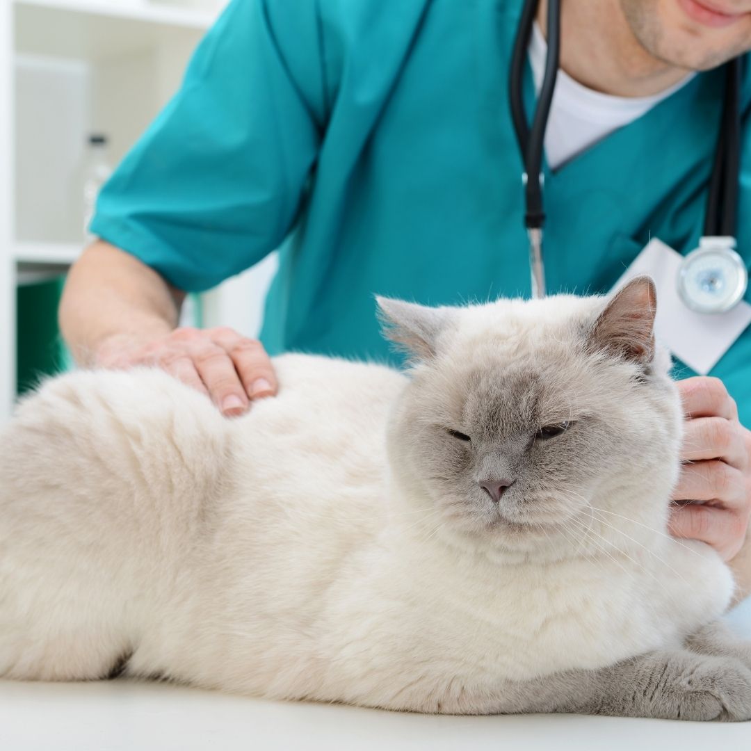 What You Need to Know About Pet First Aid