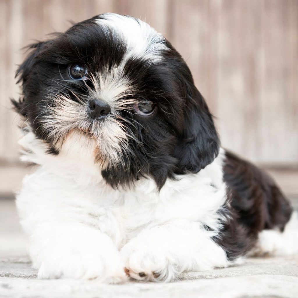 A Few Shih Tzu Health Concerns