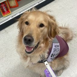 Displaying the Golden Heart: A Tribute to Golden Retriever